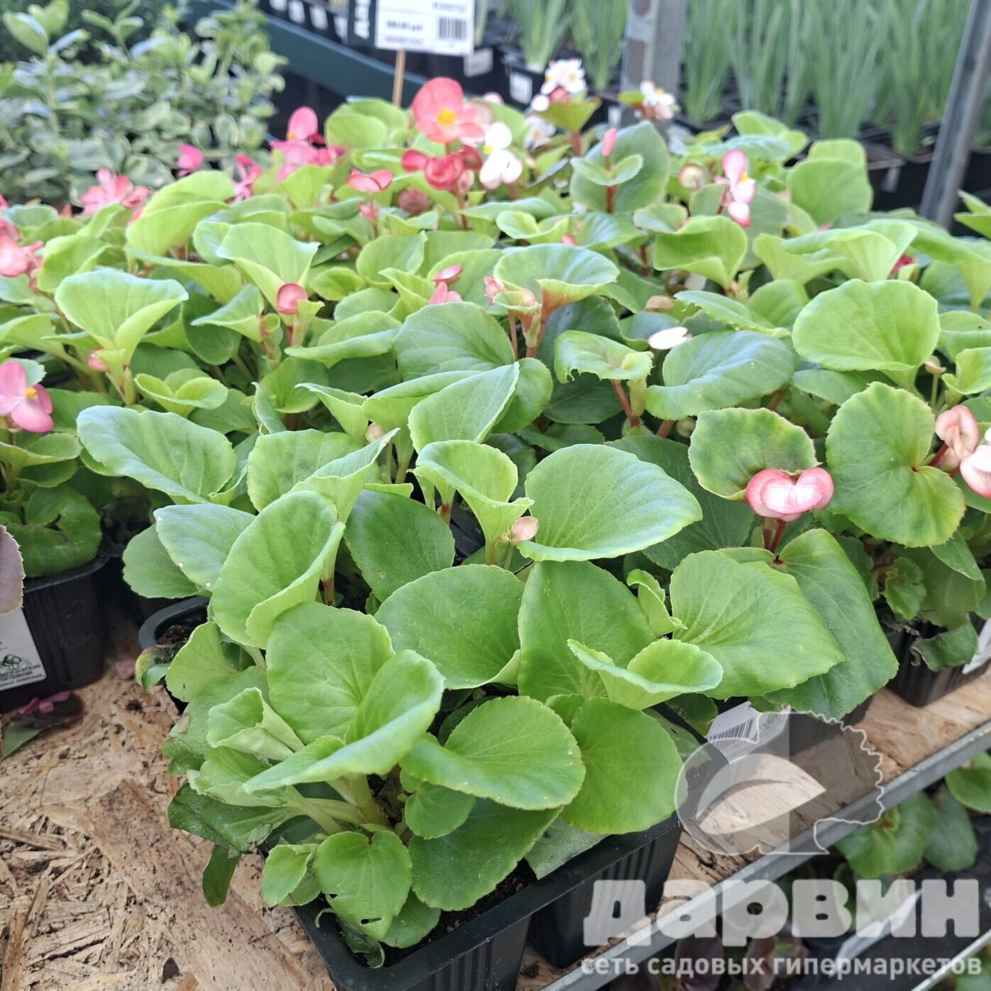 Бегония вечноцветущая кассета 6шт Tim 