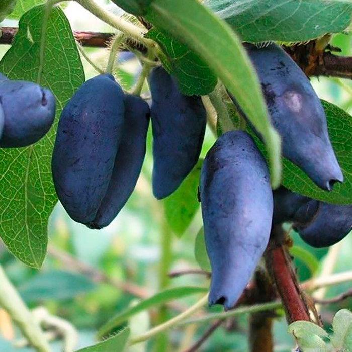 Жимолость Стрежевчанка в коробке Tim 