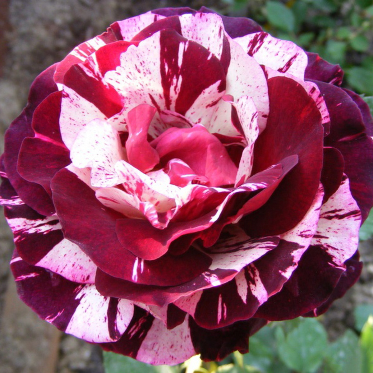 Роза флорибунда Нью Имаджин в коробке ZP 