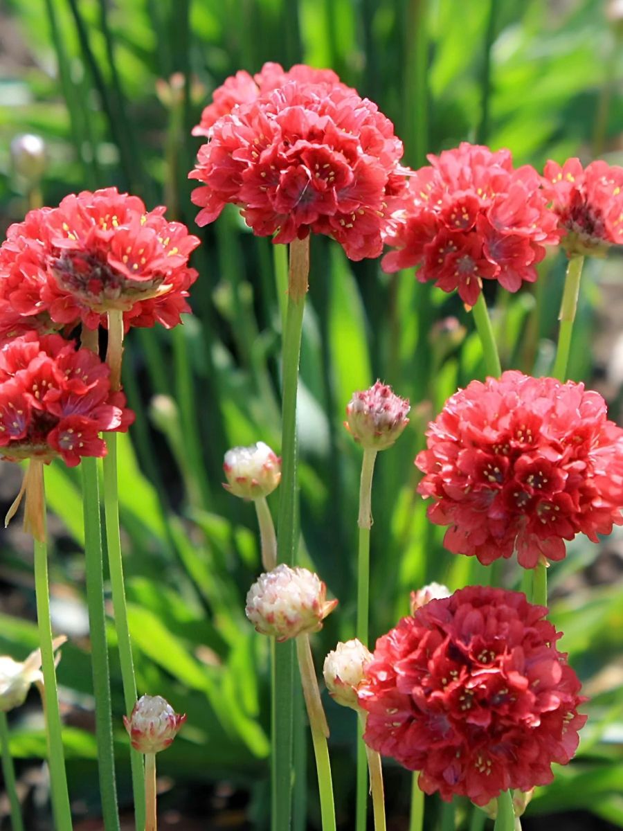 Армерия приморская Баллерина Ред, Р9, ЦО 