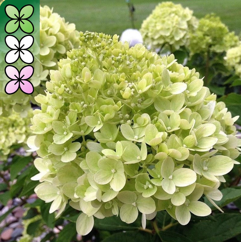 Гортензия метельчатая Литл Лайм v3 Lav 