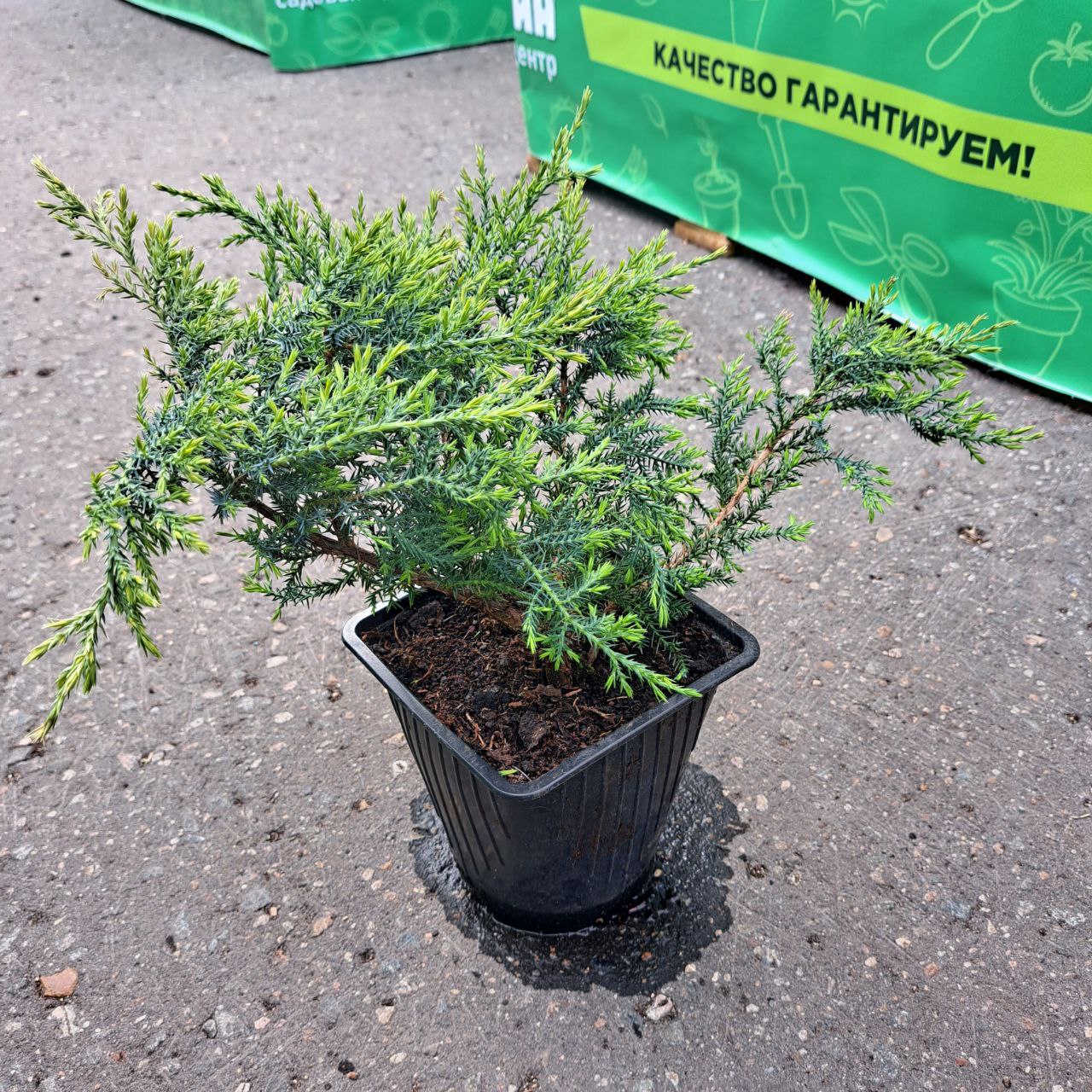 Можжевельник средний Пфитцериана Компакта v2 Lav 
