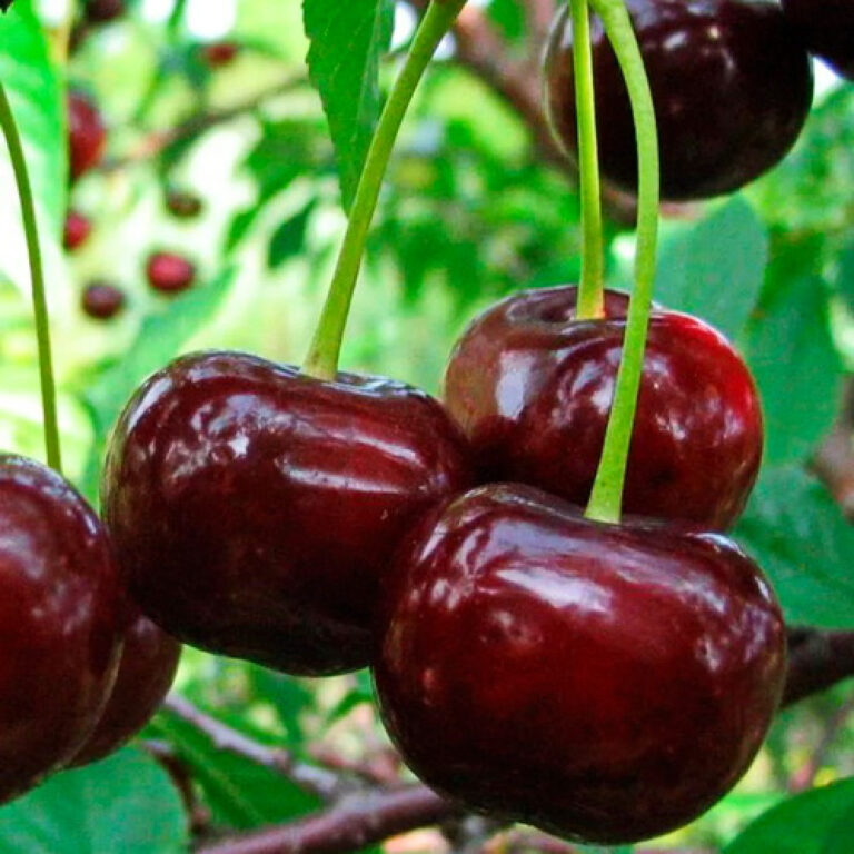 Дюк Ходоса v7 100-140 Lav по цене  Дюк Ходоса v7 100-140 Lav