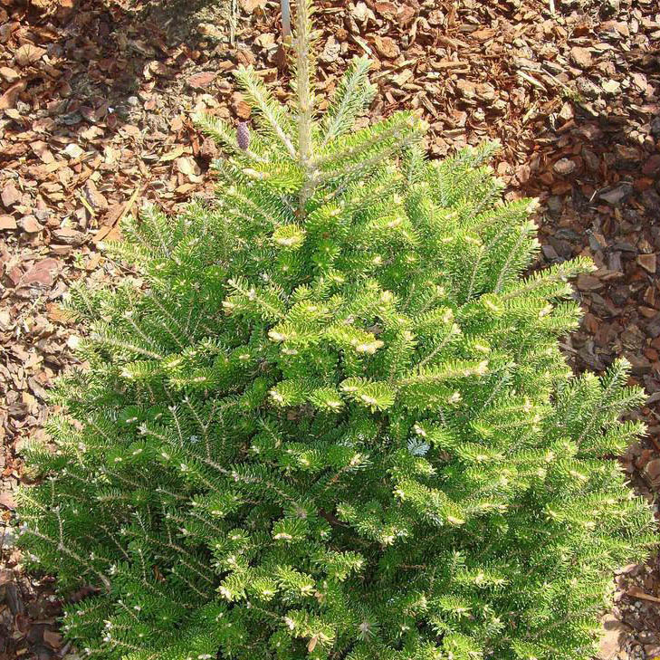 Растение пихта корейская Молли С80, 125-150см 