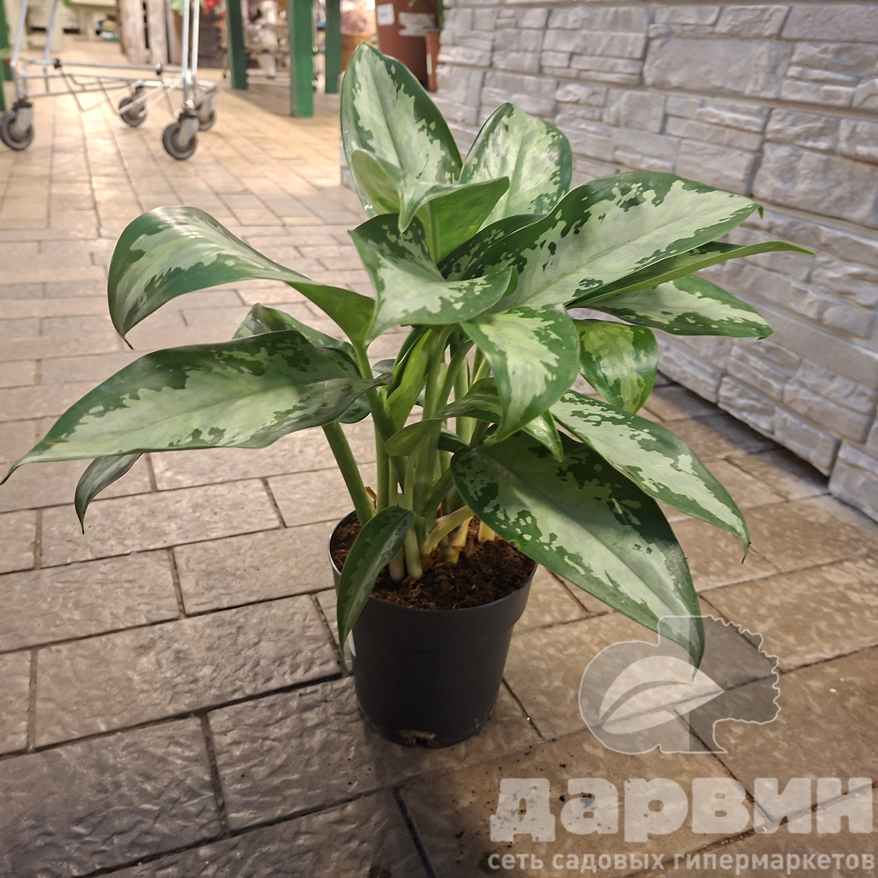 Аглаонема Джубили Петит d14 h40 