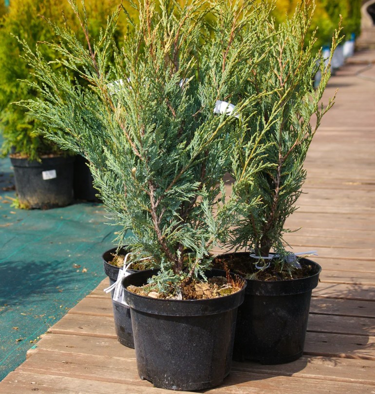 Можжевельник скальный Мунглоу 20-25 ФДР 