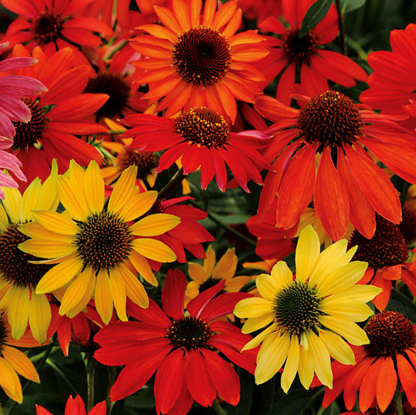 Эхинацея микс d12 ХР 