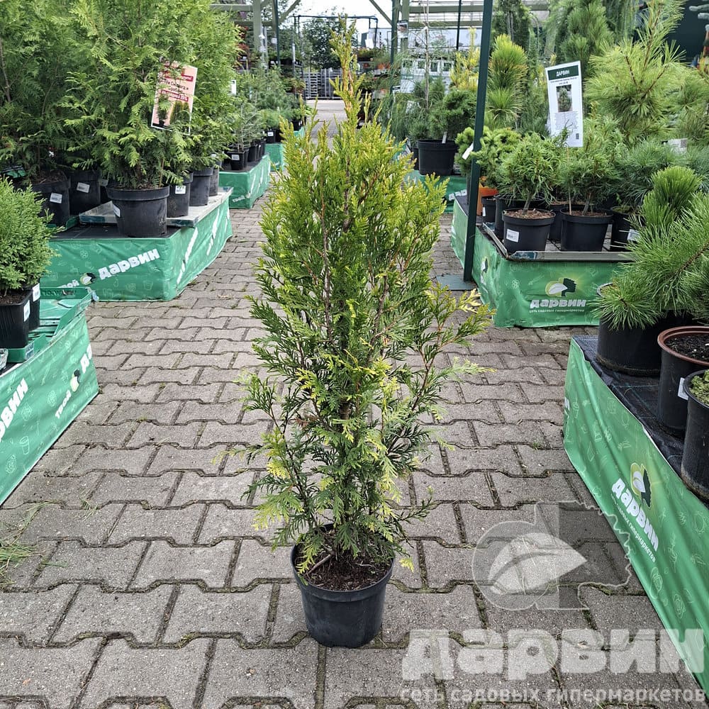 Туя складчатая Корник v2 60-80 Bor 