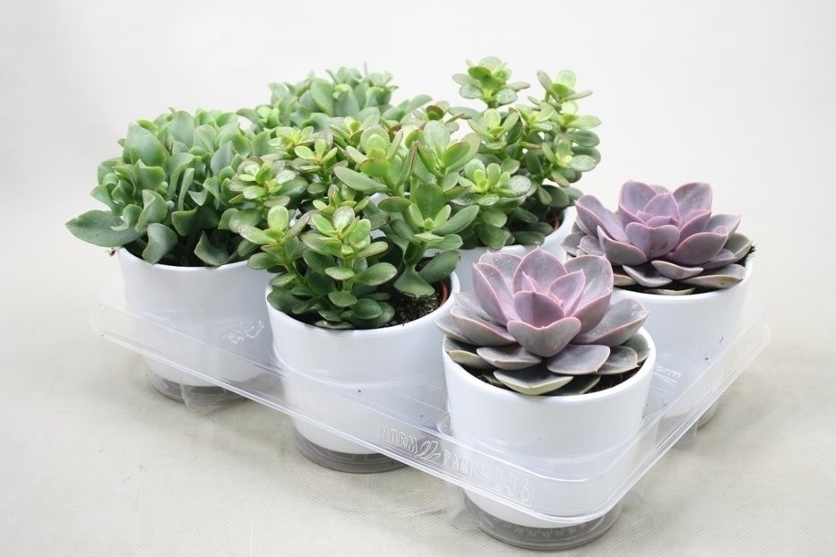 Суккулент микс в керамике d7 