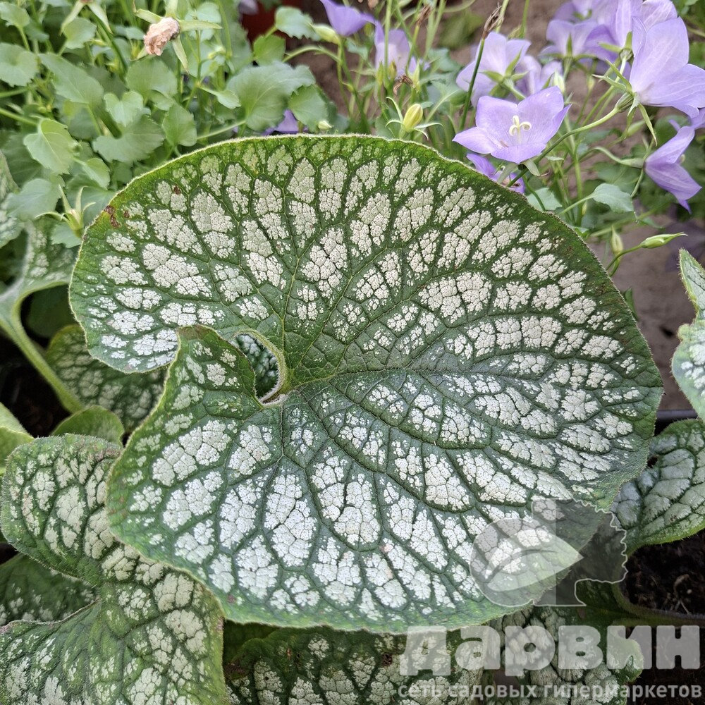 Брунера D17 bix 