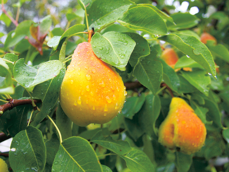 Груша Скороспелка из Мичуринска С7,5 100-140 ЦО 