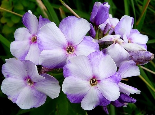 Флокс Новинка Tim 