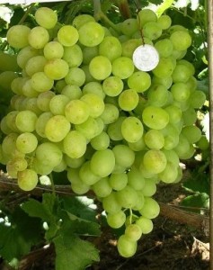 Виноград плодовый Восторг, желтый v5 Tim 