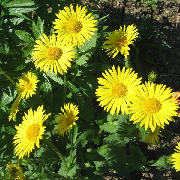 Дороникум v3 Push 