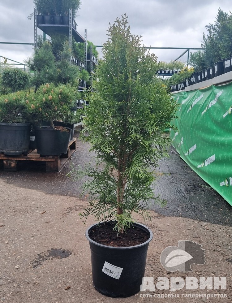 Туя западная Смарагд 40-60 v5 Lav 