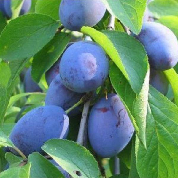 ПМ Слива в сортах v 5-10 