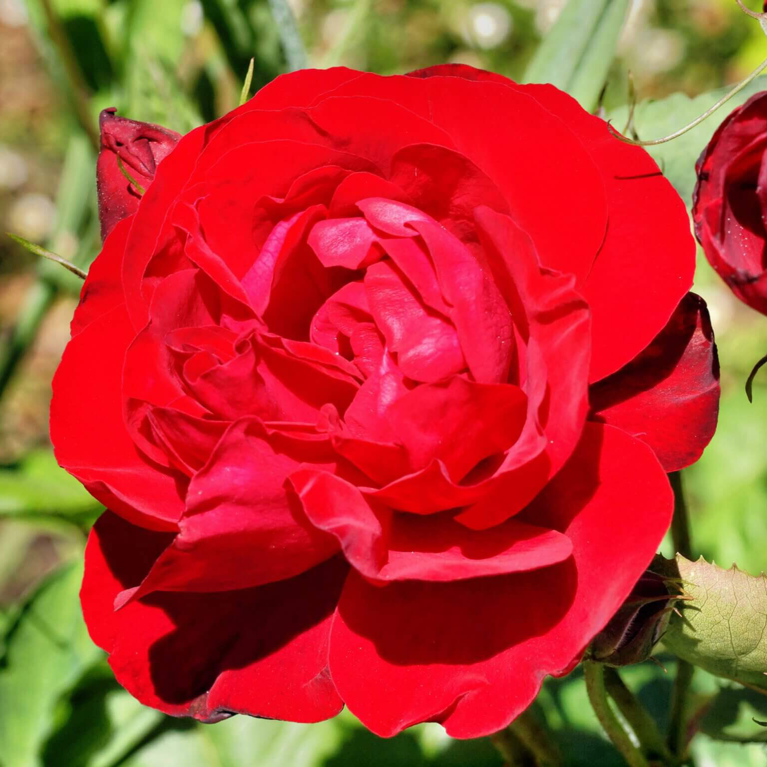 Я_Роза полиантовая Лили Марлен v7 Tim 