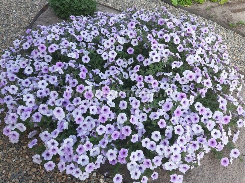 Семена Петуния Каскадная Тайдал Вейв Сильвер 10 шт Поиск 