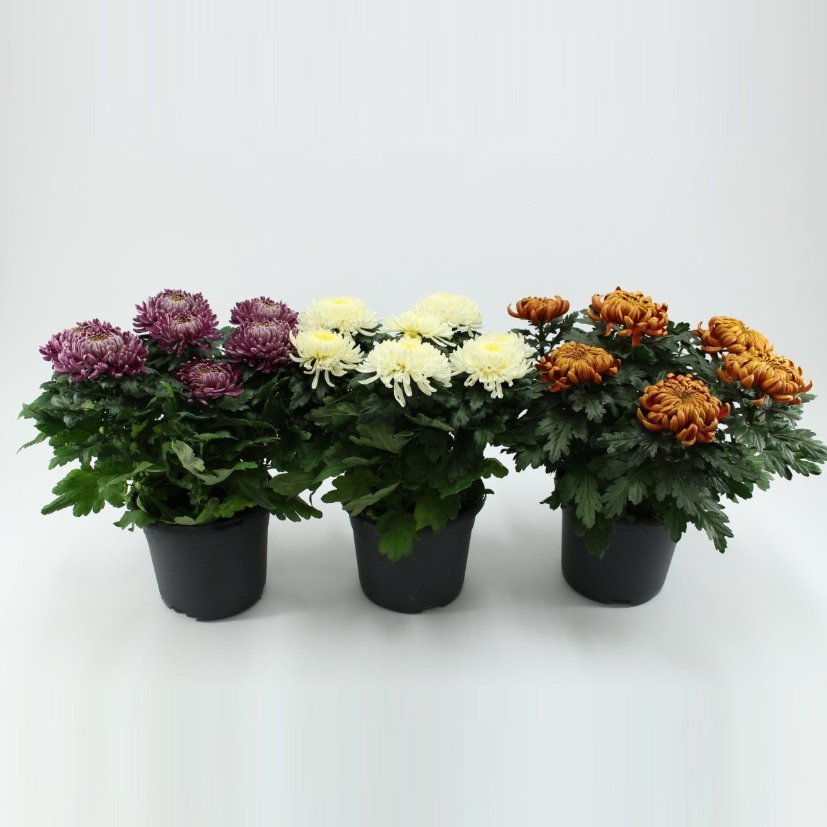 Хризантема p9 Push 