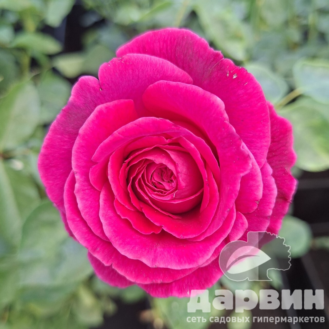 Роза английская Фальстаф v5 Lav 