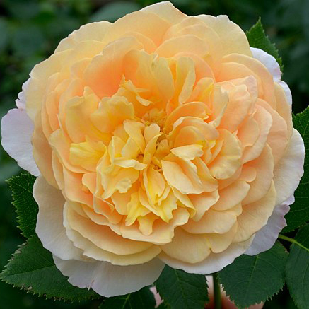 Роза шраб Зонненвельт v5 Dem 