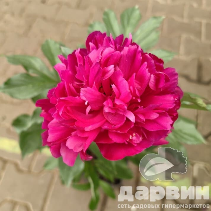 Пион патио Лондон v5 Tim 