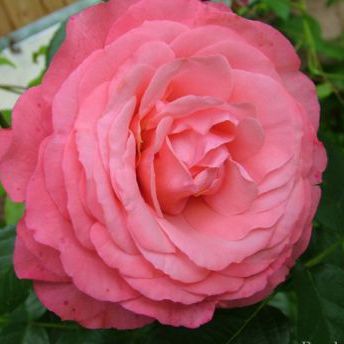 Роза плетистая Розанна с5, Tim 