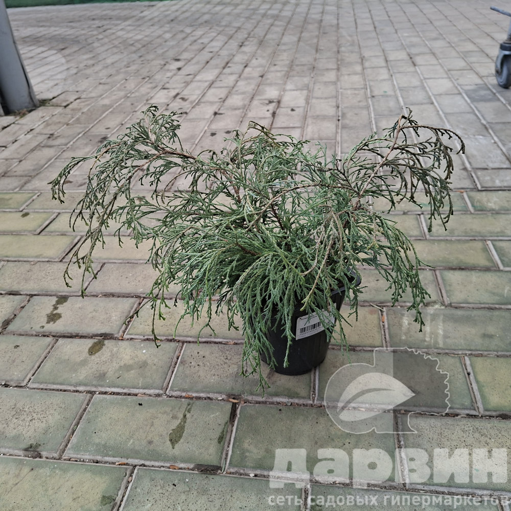 Кипарисовик горохоплодный Санголд v2 Lav 