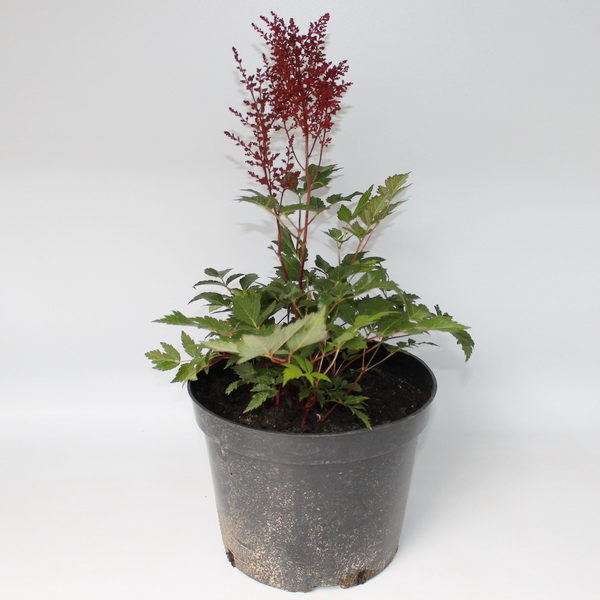 Астильба A. mix сортовая  конт 7,5 л Les 