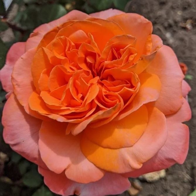 Роза чайно-гибридная Рене Гассини v5 Lav 