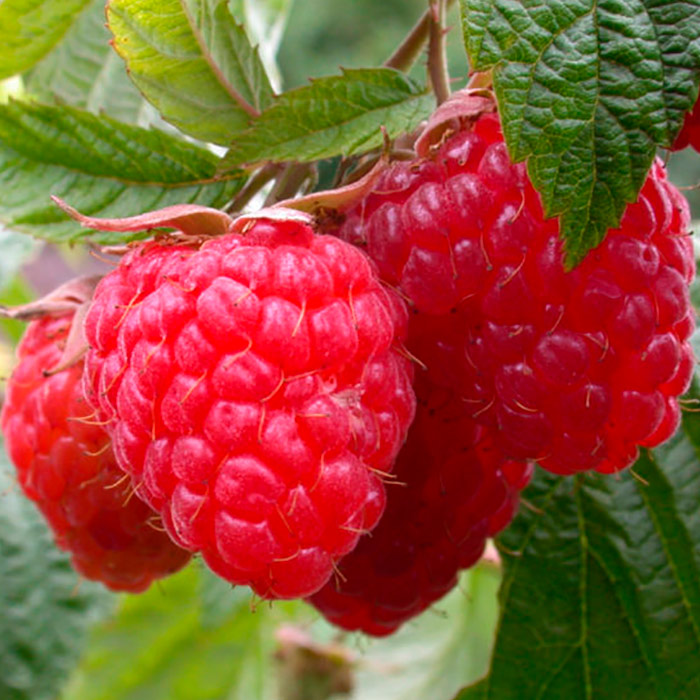 Малина ремонтантная Таганка красная в коробке Tim 