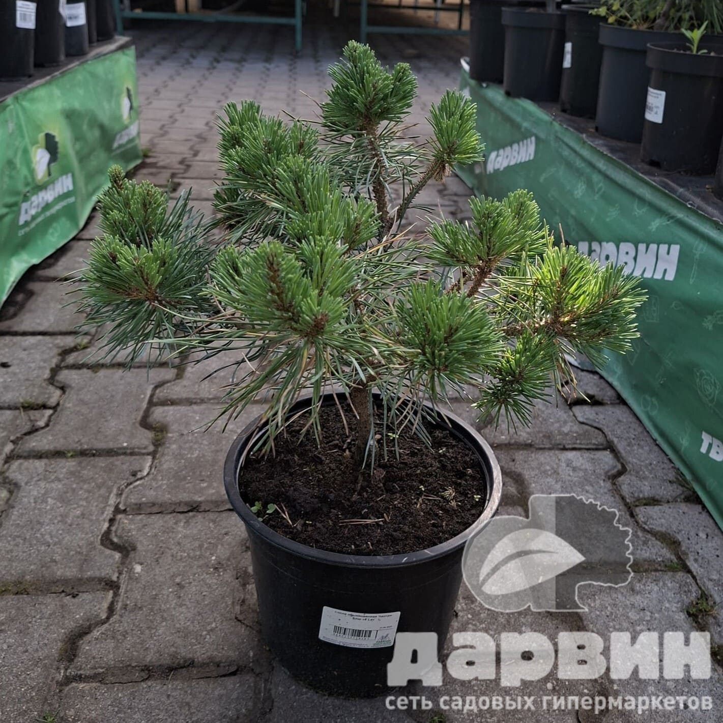 Сосна обыкновенная Чантри Блю v5 Lav 