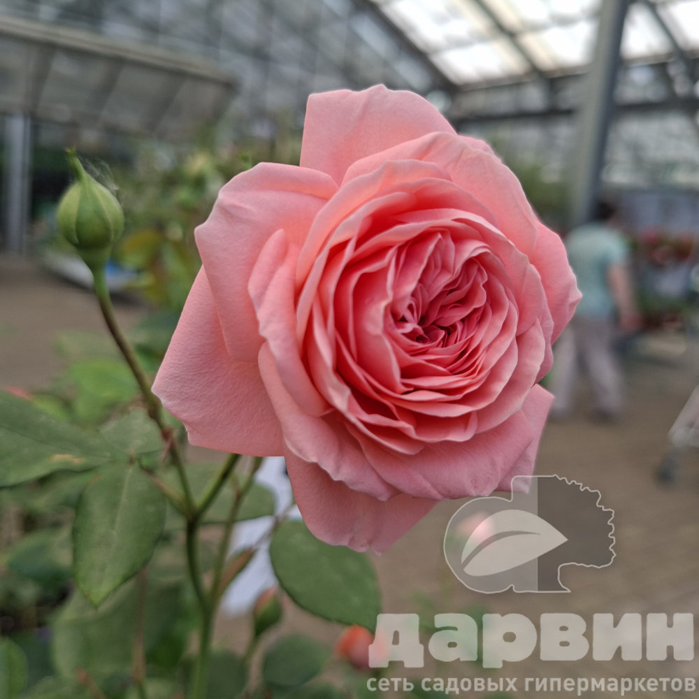 Роза флорибунда Кимоно  v5 Lav 