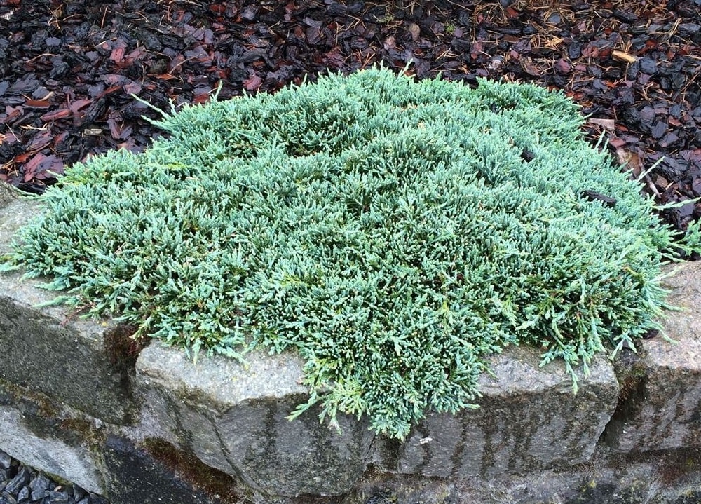 Можжевельник горизонтальный Айс Блю v5 20-40 Bor 