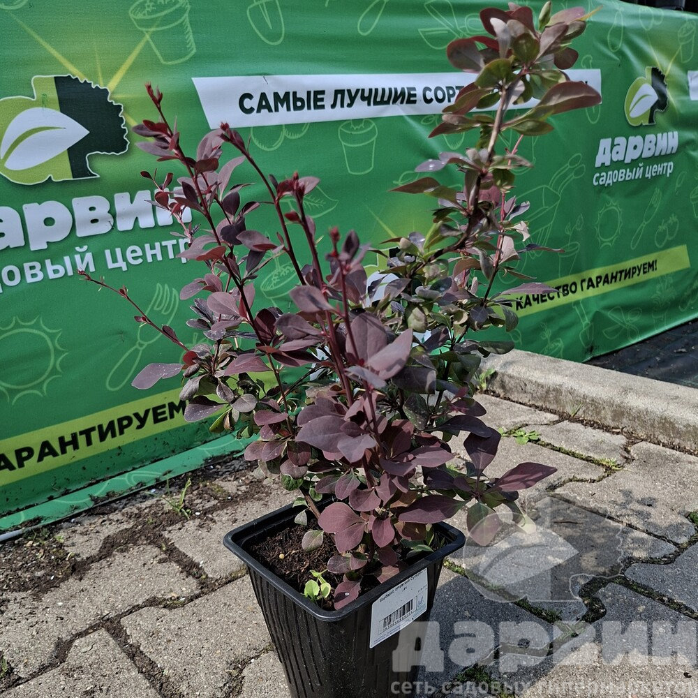 Барбарис оттавский Суперба v2 Lav 