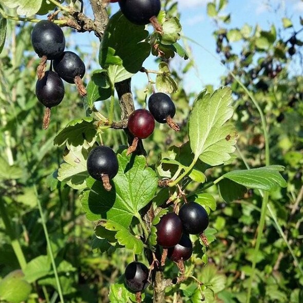 Крыжовник Черный Негус v5 Tim 