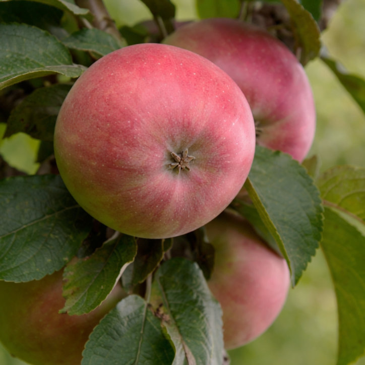 Яблоня колоновидная Червонец v7 60-80 Tim