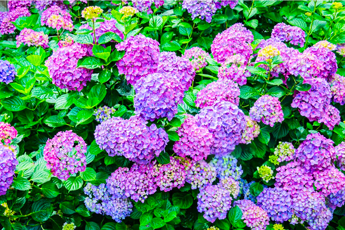 Гортензия. Как выбрать и ухаживать?