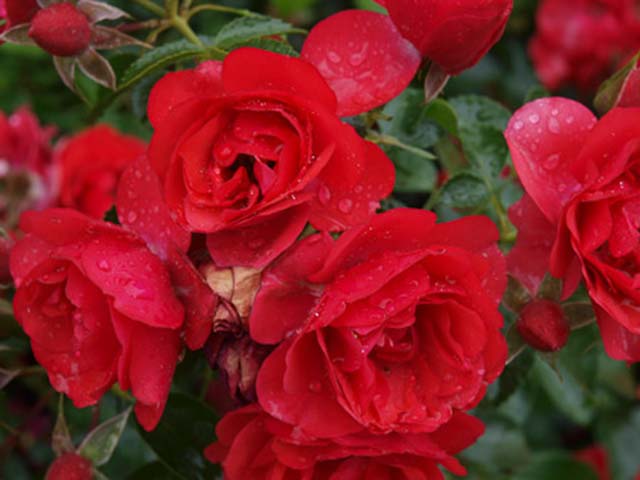 Роза почвопокровная Соренто v5 Tim 