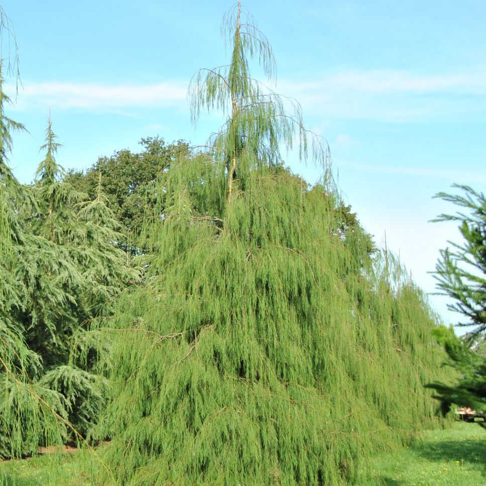 Кипарисовик лавсона Имбрик Пендула 100-125 Mt 