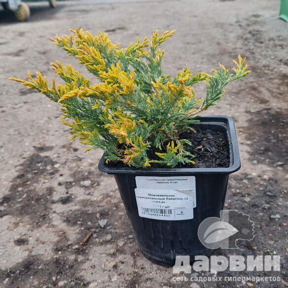 Можжевельник горизонтальный Лаймглоу v2 Lav по цене  Можжевельник горизонтальный Лаймглоу v2 Lav