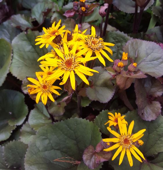 Бузульник Брит-Мари Крауфорд v2 Tim 