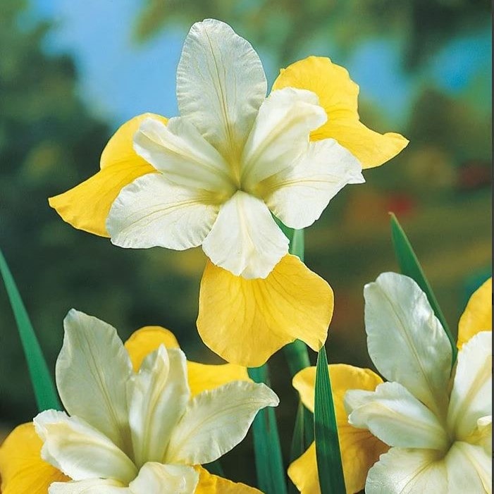 Ирис Баттер энд Шугар v2 Tim 