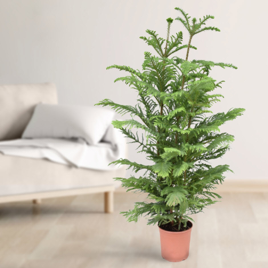 Араукария гетерофилла d21 h100 