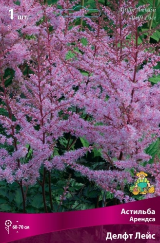 Корневище Астильба Арендса Делфт Лейс I 1шт Поиск 