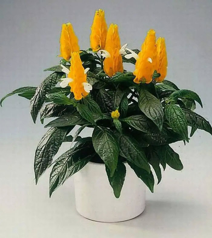 Пахистахис d9 ХР 