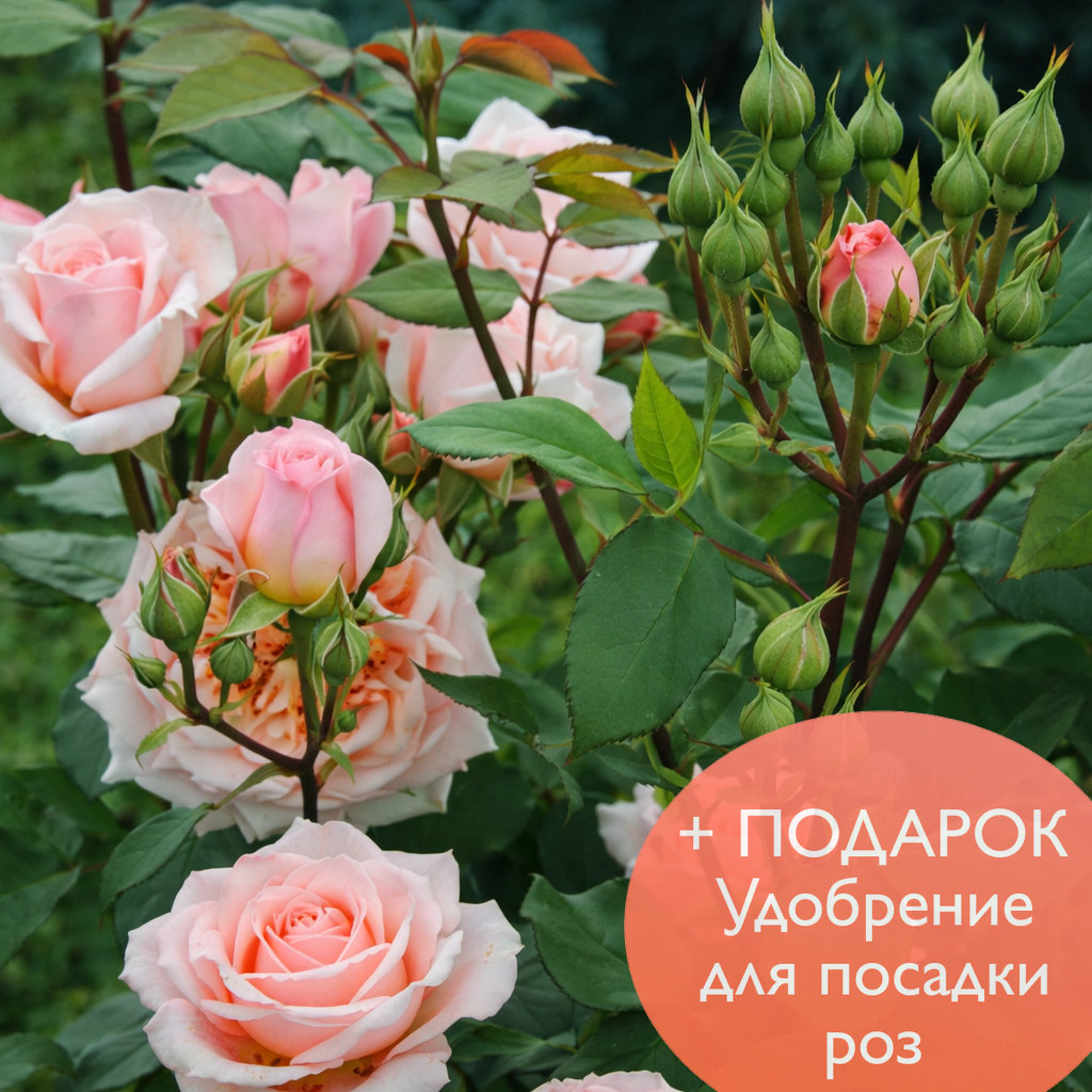 Роза шраб Поль Бокюз в коробке Биосфера 