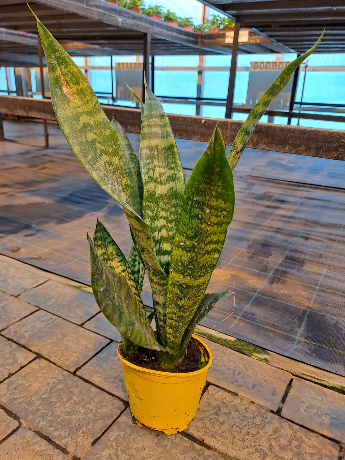 Сансевиерия Зейланика d15 h50 Tim 