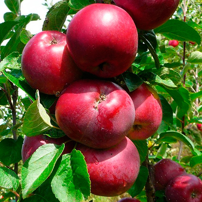 Яблоня Спартан v5 ХР 