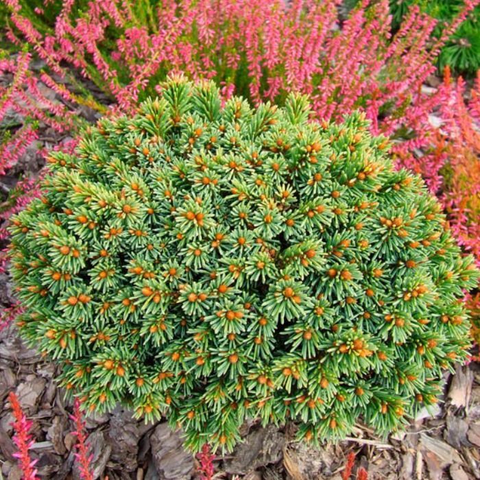 Растение ель обыкновенная Ами 10-15 KG 